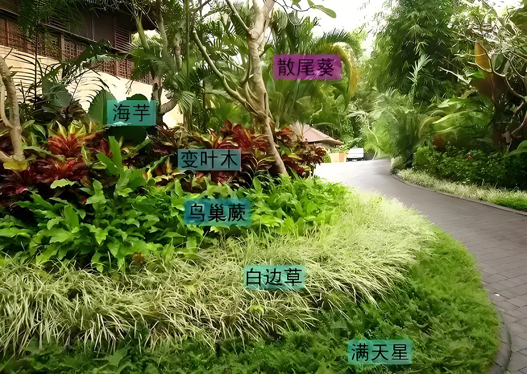 竹影轩植物配置的艺术与科学 竹影轩植物配置的艺术与科学